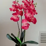 Oceania Bay Village 公寓式酒店 皮拉